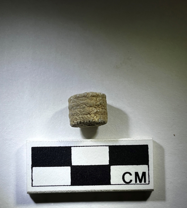 Crinoid bead