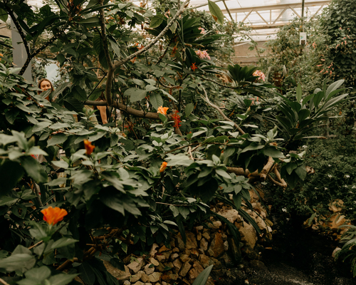 View of the greenery inside the Butterfly room. Photos by Brooke Silverman
